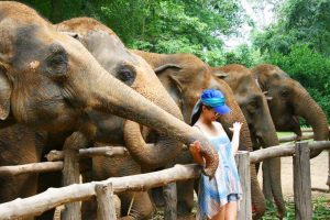 Elephant Sanctuary