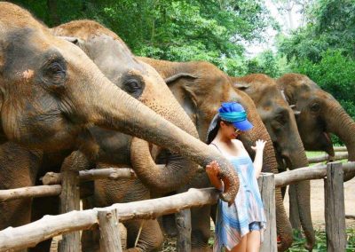 Elephant Sanctuary