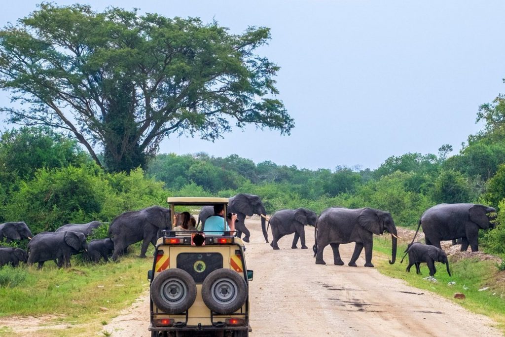 Murchison Falls game drive